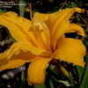 Thumbnail #2 of Hemerocallis  by DaylilySLP