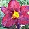 Thumbnail #5 of Hemerocallis  by 12344