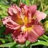 Thumbnail #4 of Hemerocallis  by Joy