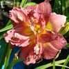 Thumbnail #5 of Hemerocallis  by Joy