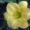 Thumbnail #1 of Hemerocallis  by 12344