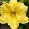 Thumbnail #5 of Hemerocallis  by dragonfly62