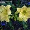 Thumbnail #2 of Hemerocallis  by 12344