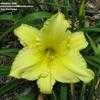 Thumbnail #4 of Hemerocallis  by alicewho