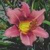 Thumbnail #5 of Hemerocallis  by carolann