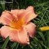 Thumbnail #5 of Hemerocallis  by DaylilySLP