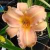 Thumbnail #3 of Hemerocallis  by Joy