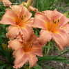 Thumbnail #2 of Hemerocallis  by DaylilySLP