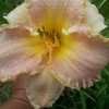 Thumbnail #2 of Hemerocallis  by budsnblooms