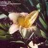 Thumbnail #4 of Hemerocallis  by Wandasflowers
