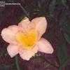 Thumbnail #3 of Hemerocallis  by Wandasflowers