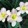 Thumbnail #3 of Hemerocallis  by lincolnitess