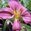 Thumbnail #3 of Hemerocallis  by 12344