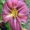 Thumbnail #4 of Hemerocallis  by 12344