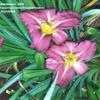 Thumbnail #5 of Hemerocallis  by Wandasflowers