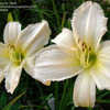 Thumbnail #4 of Hemerocallis  by DaylilyDiva219