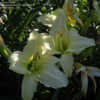 Thumbnail #5 of Hemerocallis  by Fizgig777