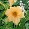 Thumbnail #2 of Hemerocallis  by dmosonyi