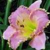 Thumbnail #1 of Hemerocallis  by Hemental