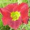 Thumbnail #2 of Hemerocallis  by WilliamsMark