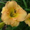 Thumbnail #2 of Hemerocallis  by ownedbycats