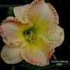 Thumbnail #3 of Hemerocallis  by cceamore