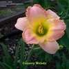 Thumbnail #5 of Hemerocallis  by MiniPonyFarmer