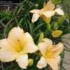 Thumbnail #3 of Hemerocallis  by virginiarose