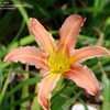 Thumbnail #3 of Hemerocallis  by Joy