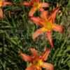 Thumbnail #5 of Hemerocallis  by DaylilySLP