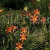 Thumbnail #4 of Hemerocallis  by DaylilySLP