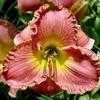 Thumbnail #1 of Hemerocallis  by Lilypon