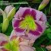 Thumbnail #1 of Hemerocallis  by gardenmrswi