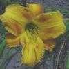 Thumbnail #1 of Hemerocallis  by carolann