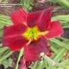 Thumbnail #2 of Hemerocallis  by Cheryl_IL