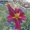 Thumbnail #1 of Hemerocallis  by wagsworld