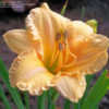 Thumbnail #3 of Hemerocallis  by startle