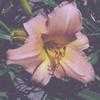 Thumbnail #1 of Hemerocallis  by carolann