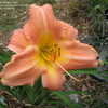 Thumbnail #3 of Hemerocallis  by CATSSTAFF