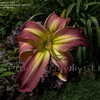 Thumbnail #5 of Hemerocallis  by DaylilySLP