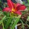 Thumbnail #2 of Hemerocallis  by Gayze