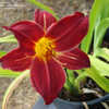 Thumbnail #3 of Hemerocallis  by Joy