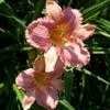 Thumbnail #3 of Hemerocallis  by Mainer