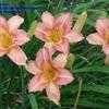 Thumbnail #1 of Hemerocallis  by MartyJo