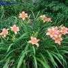 Thumbnail #5 of Hemerocallis  by MartyJo