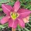 Thumbnail #4 of Hemerocallis  by Melissa_Ohio