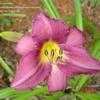 Thumbnail #1 of Hemerocallis  by carolann