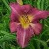 Thumbnail #2 of Hemerocallis  by carolann