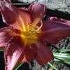 Thumbnail #3 of Hemerocallis  by 12344