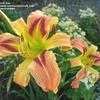 Thumbnail #2 of Hemerocallis  by Calif_Sue